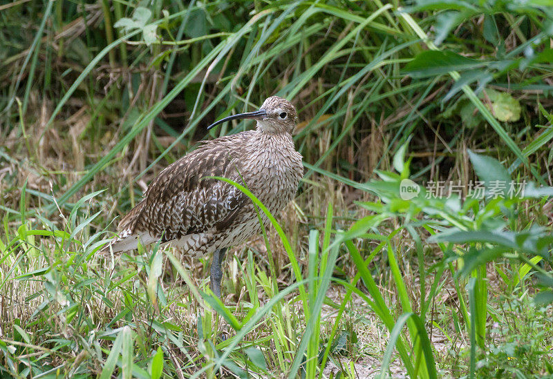 欧亚鹬 (Numenius arquata)